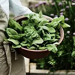 Hoel Gard - Herregarden Ved Mjosa Otel